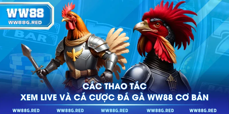 Các thao tác xem live và cá cược đá gà WW88 cơ bản